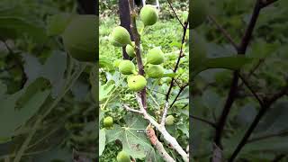 Bosque comestible food forest #fruit