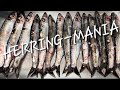 Herring-Mania Video Preview 2023 🎣🎣🎣