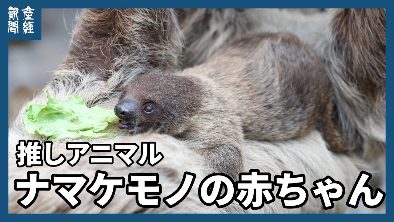 推しアニマル「ナマケモノ」 - YouTube