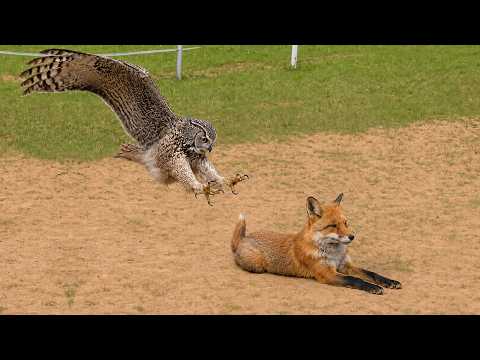 Look What Happened When This Owl Attacked a Fox!