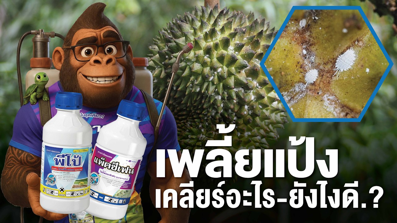 ชุดคู่กำจัด #เพลี้ยแป้ง “พีโป้ + แพ็คซีเฟน” | มาร์ดูใบ