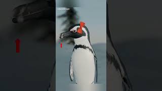 How Penguins Propose and Married #PenguinFacts #PenguinDocumentary#wild_world