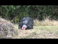 Lazy chimpanzees having an itch down there... and scratching, funny. Mono Flojo rascandose