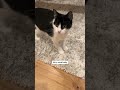 Chatty tuxedo cat in action #fok #cat