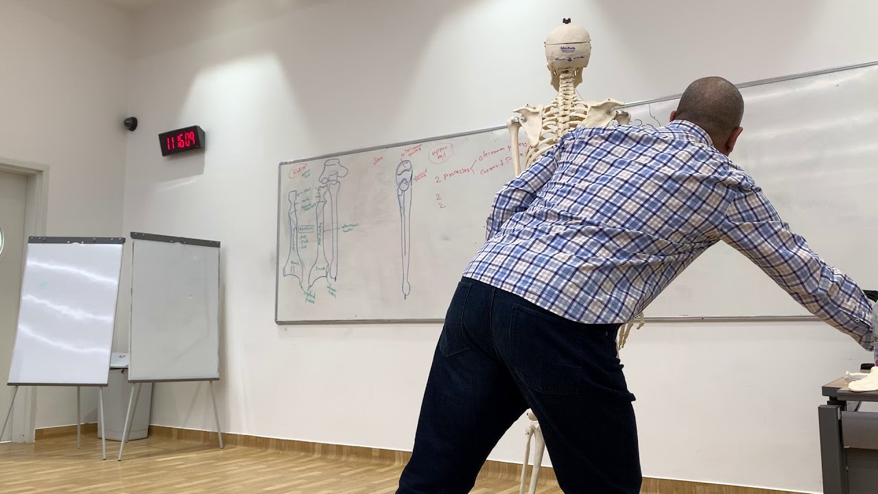 Radius , ulna & skeleton of hand (Upper limb 5)