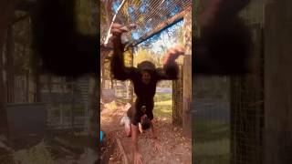 Flying Chimpanzee Limbani