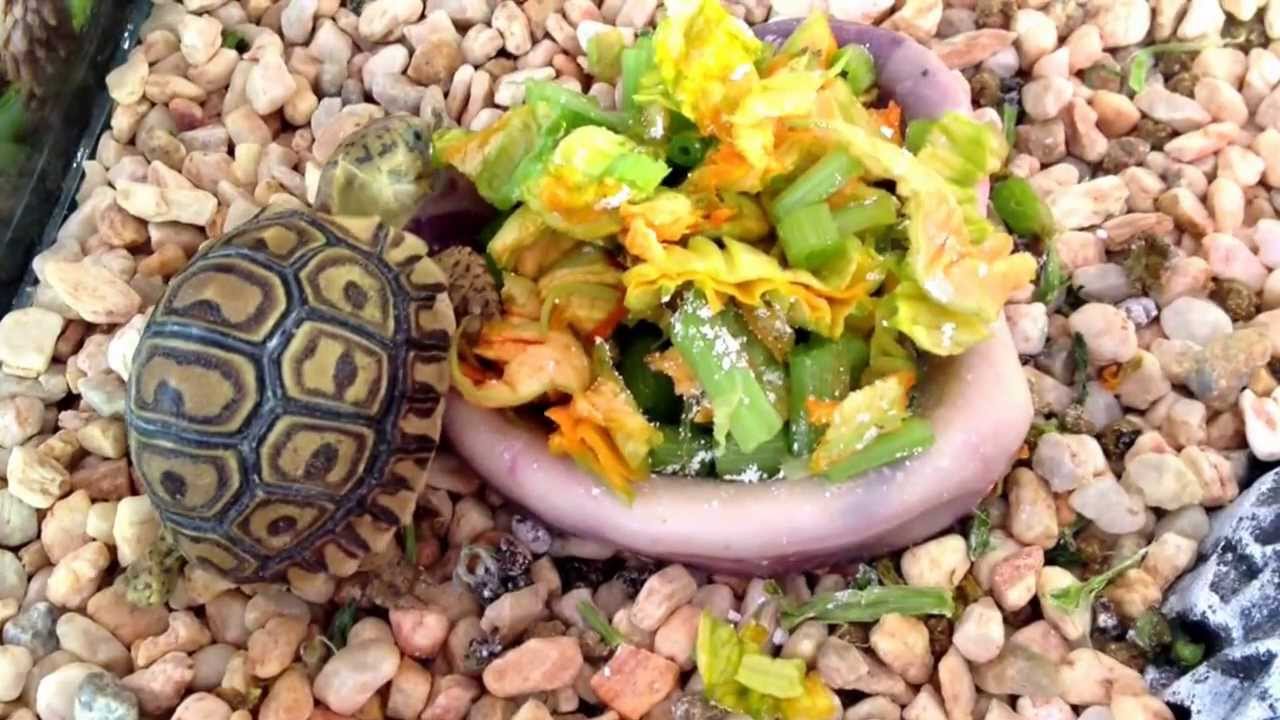 An nimo Contratar Hada Tortuga Leopardo Bebe Inocente Compuesto De Repuesto