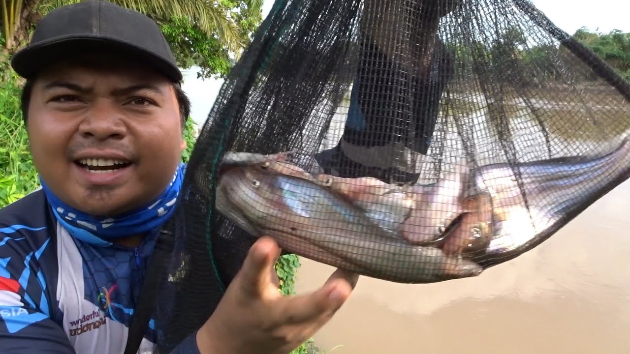 Mancing Ikan Lais Pakai Umpan Jangkrik Auto Panen
