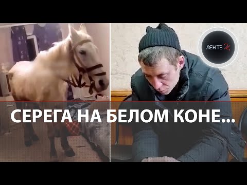 На коне в спальню к жене | Пьяное поздравление Сереги обернулось арестом и потерей квартиры