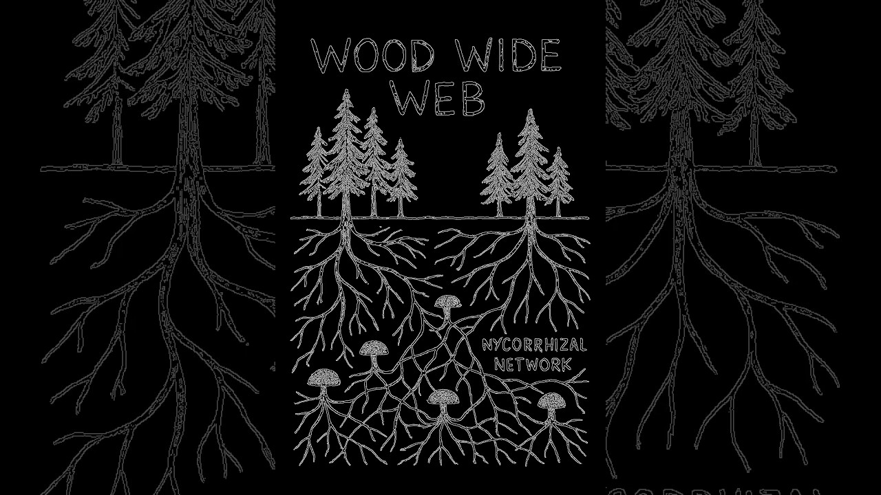 The Wood Wide Web: How Trees Communicate 