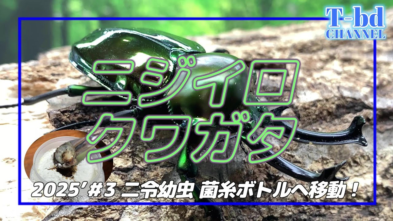 ニジイロクワガタ2024＃3