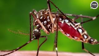 Are bugs trying to kill us? Mosquito, tick diseases triple in the U.S.