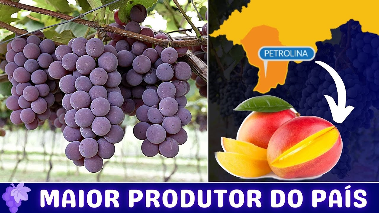 PLANTAÇÃO DE UVA EM PETROLINA - Polo Frutífero do Brasil