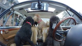 Another Awesome Video Featuring Standard Poodles in Sun Valley Idaho