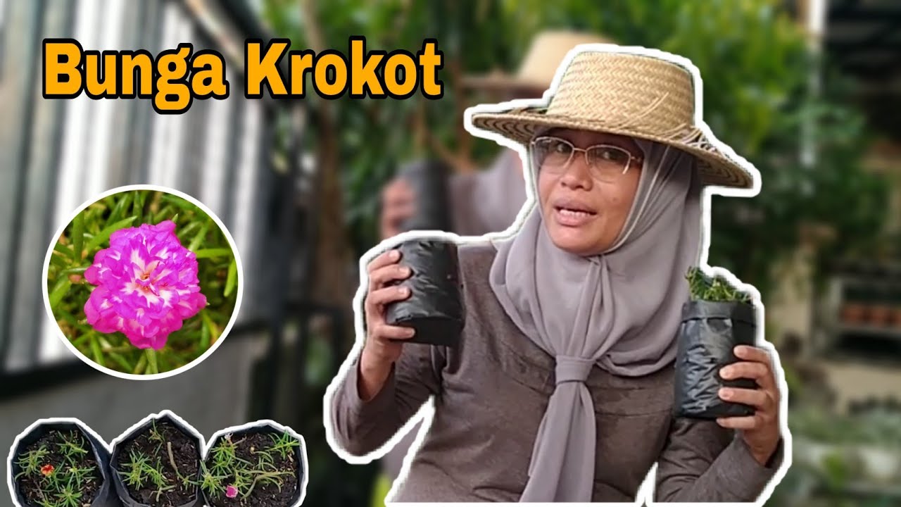 Cara Menanam Stek Bunga Krokot 