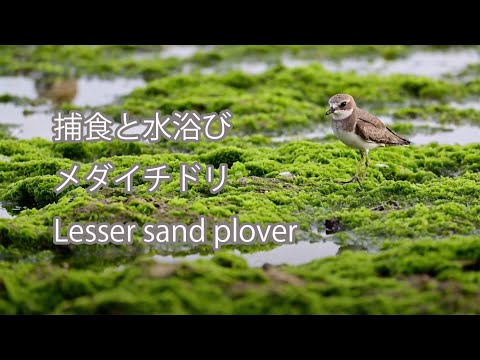 【捕食と水浴び】メダイチドリ Lesser sand plover
