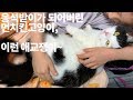 [ENG] 응석받이가 되어버린 먼치킨고양이, 꼬마집사에게 안겨 허공에 꾹꾹이를!!