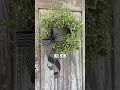 Year Round Ivy & White Berry Wreath Kit | Elegant Greenery Front Door Decor DIY