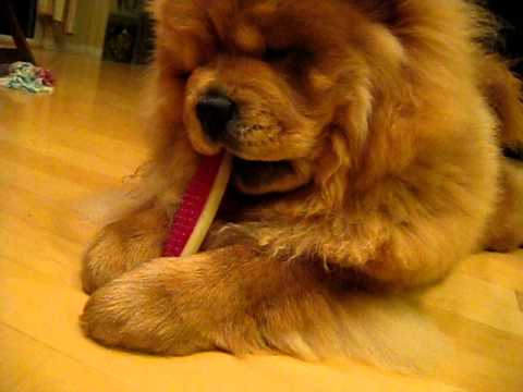 Resultado de imagen para chow chow chews