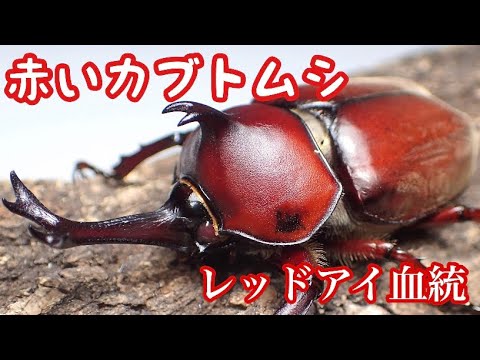 真紅の角 赤い国産カブトムシの着弾 産卵セット動画 Youtube