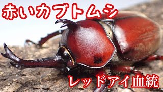 Crimson Horns: Video of the landing and egg-laying of a red