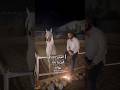 الخيل أصابته العين بعد يوم و قبل خيل عربيه اصيله خيل اكسبلور