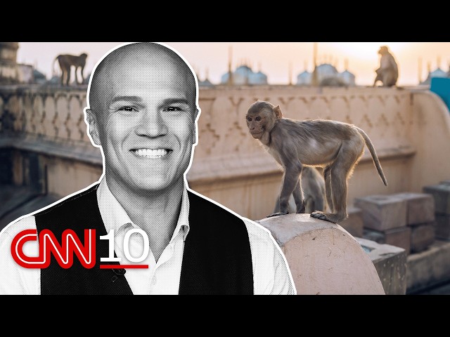 Video: How primate 'whisperers' are helping safeguard India's biggest events | August 21, 2026