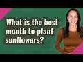 What is the best month to plant sunflowers?