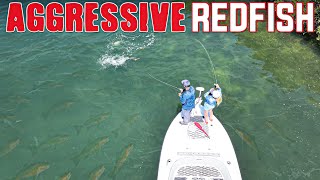 Sight Fishing Aggressive Redfish In Tampa, Florida