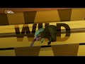Idents Form National Geographic Wild Italy