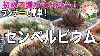 94【多肉植物】梅雨前に急いで！センペルビウム/ランナーで増やす今がチャンス！