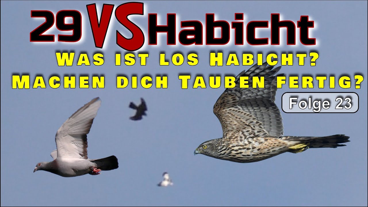 Dieser Habicht hat keine Kraft mehr zu jagen – verhungert er langsam?“