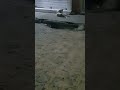 #dog #animais #youtubeshorts #petsfofinhos na rua ##animais viral #