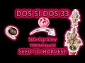 DOS SI DOS 33 | SOLO CUP GROW | SEED TO HARVEST | ORGANIC HOMEGROW | 1000 SUB SPECIAL | 420Lexikon