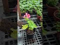Plantando geranios da forma certa #plantas #jardim #ajardineira #suculentas #jardinagem