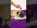 Quiz Lady | Pug Massage | Streaming on Hulu Nov 3