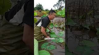 花1600包下爷爷家的荷花塘，最后没想到......