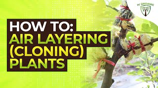 How (& When) to CLONE PLANTS |  AIRLAYERING