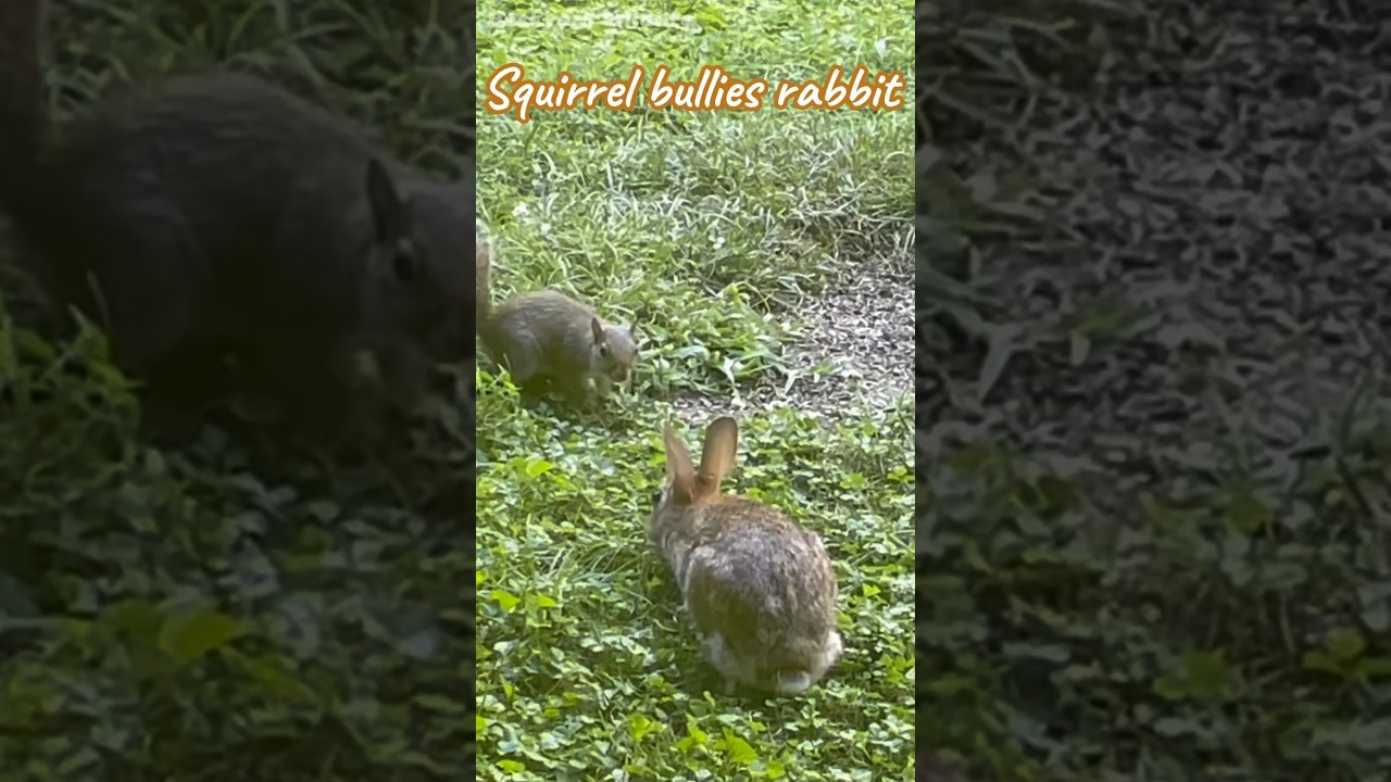 Squirrel bullies rabbit | backyardwildlife | bunny jump | animals fighting | backyard | wildlife
