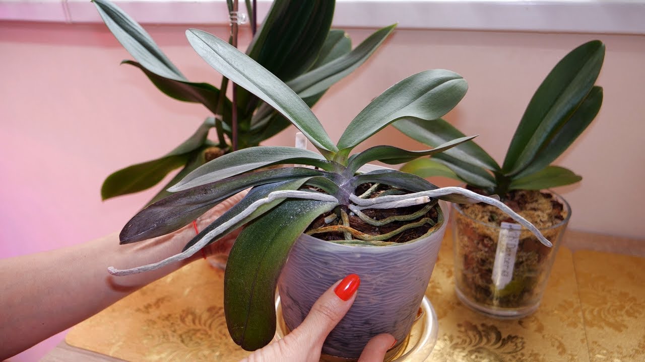 Этим пересадкам быть. Понравились. Заказала| Листья перестали течь. НЕ согласна. ПОЛЕЗНА. ЕЩЁ КАК!