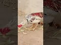 lakha aseel rooster|#aseelmurga #yuotubeshorts #adaseel