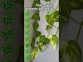 quem aí são amantes de plantas🌿🌱