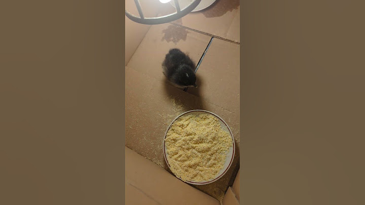 🐣 È nato il primo pulcino… in diretta! | Segui l'emozione LIVE dalla nostra incubatrice 🎥💛