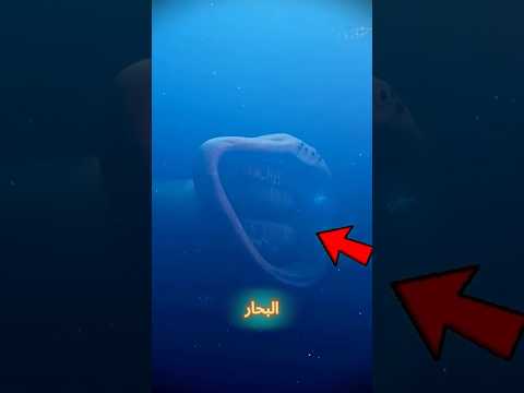 اخطر المخلوقات البحرية في اعماق البحار