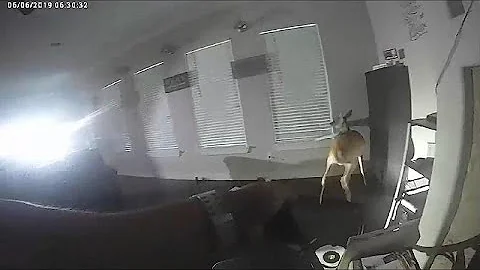 США: 