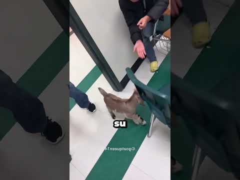 🐐😲 Llevó Una CABRA A La Escuela Y Todos Quedaron Enamorados #noads