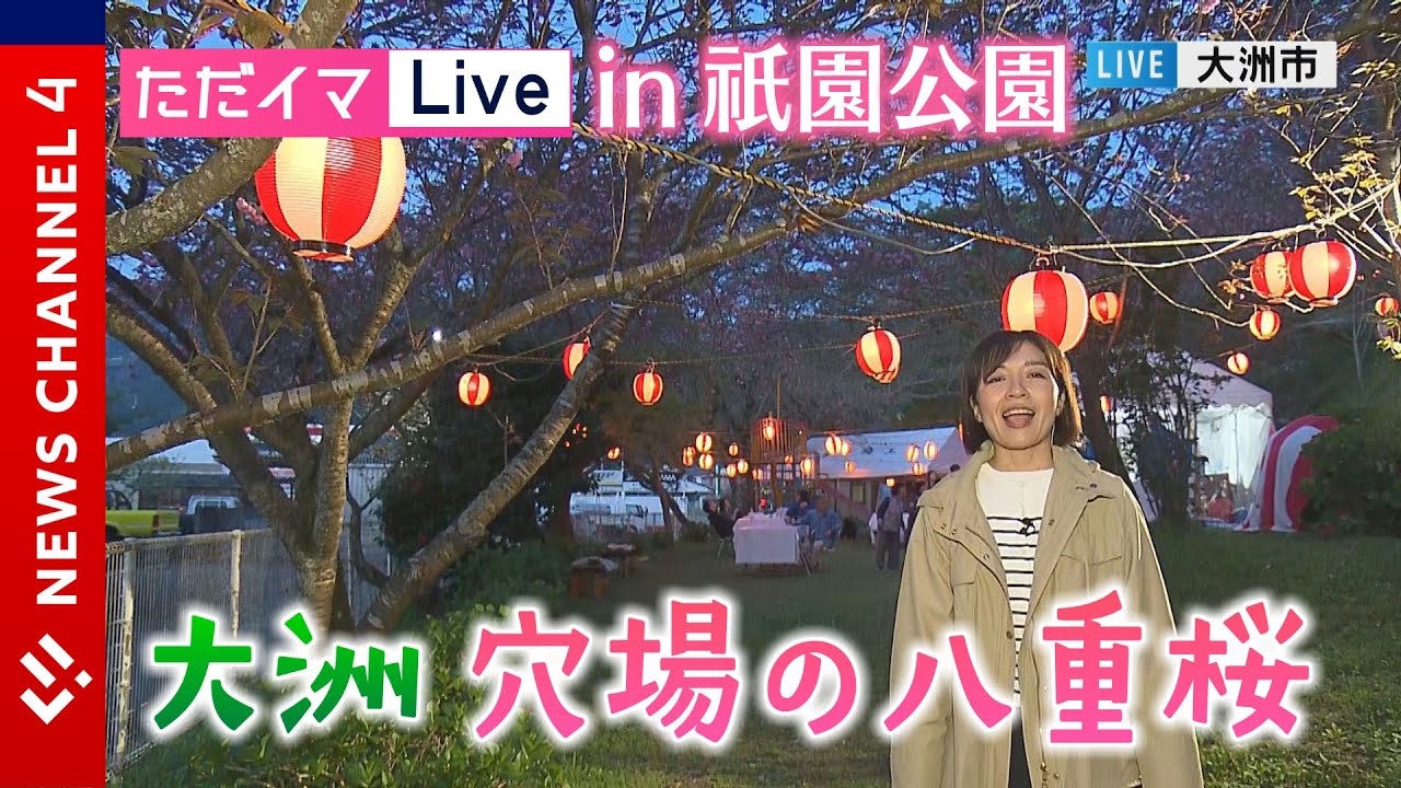これからが見ごろ 大洲市穴場の八重桜＜NEWS CH.4＞