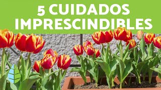 Franco transacción codicioso Cómo CUIDAR TULIPANES en MACETA 🌷 ¡Ubicación, Riego y Más! - YouTube