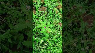 Name the plant #trending