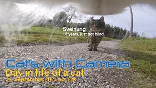 Cat with GoPro meets his blind brother cat and almost got hit by a diaper